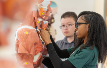 student working on anatomy model